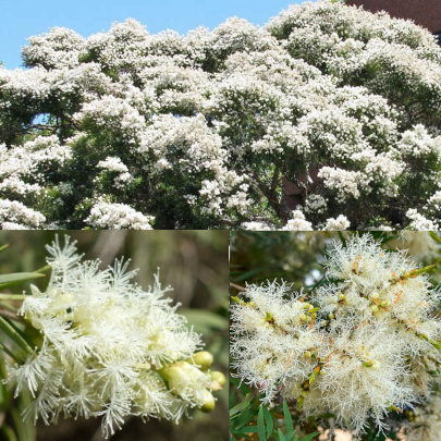 Melaleuca linariifolia