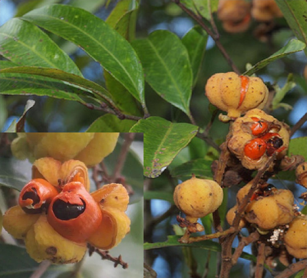 Cupaniosis parvifolia