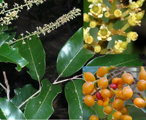 Mischocarpus pyriformis