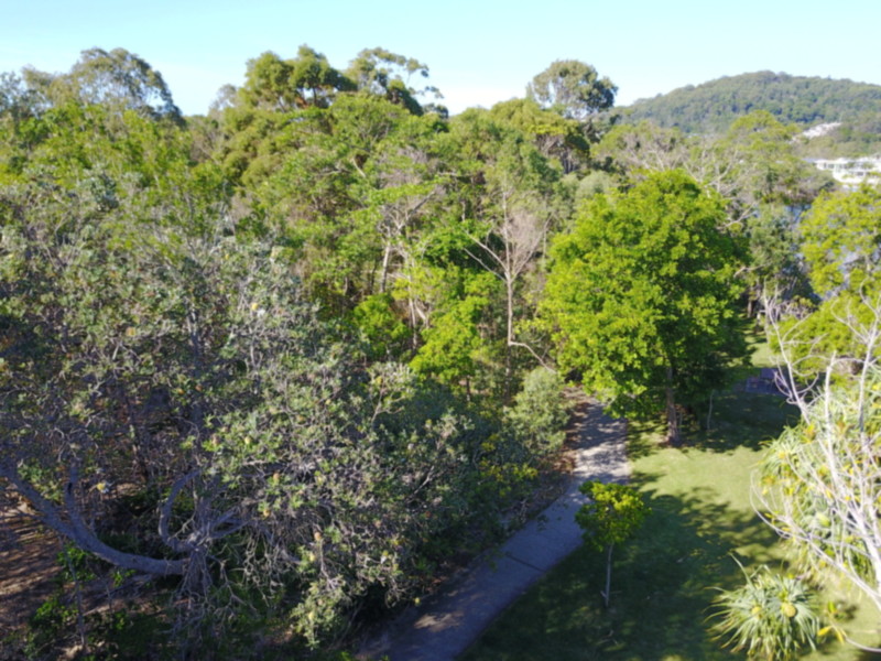 Australian native tube stock at Bunya Nurseries