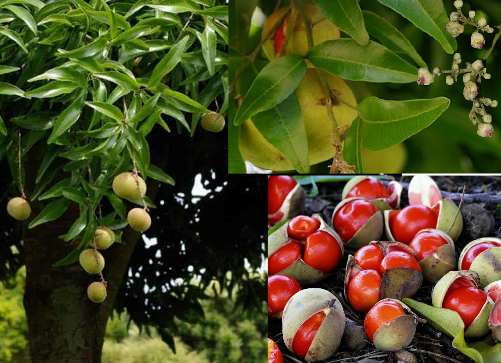 Red Fruit Tamarind