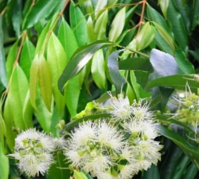 Weeping Lilly Pilly