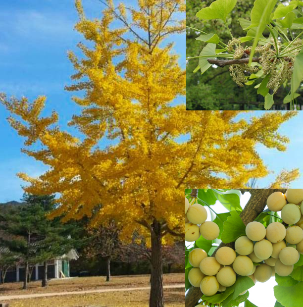 Maidenhair tree