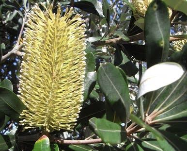 Banksia integrifolia