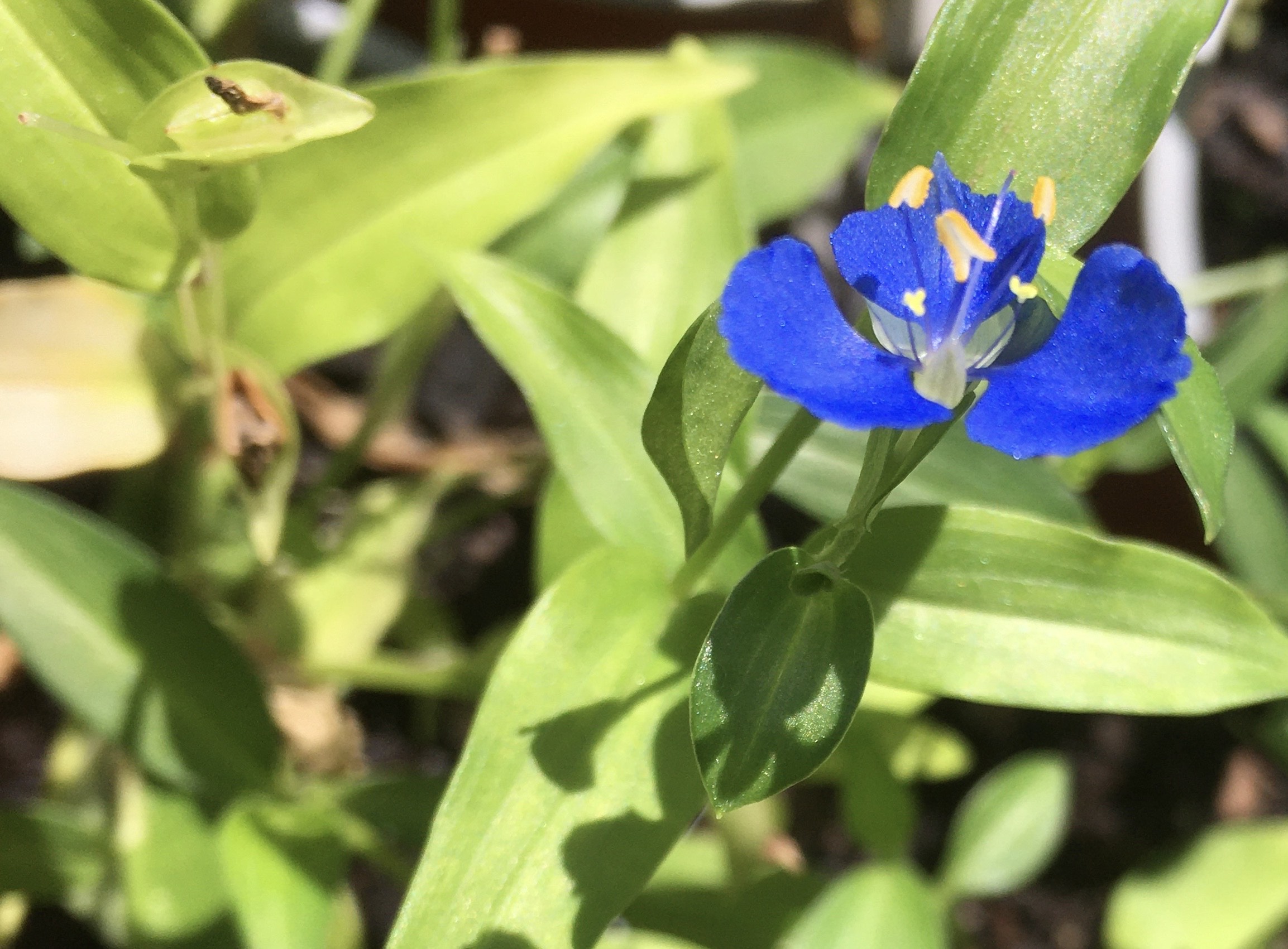 Commelina diffusa
