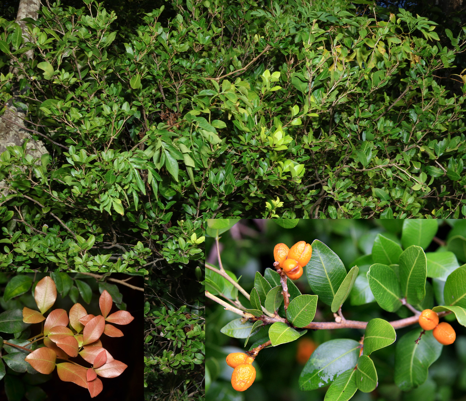 Arytera microphylla