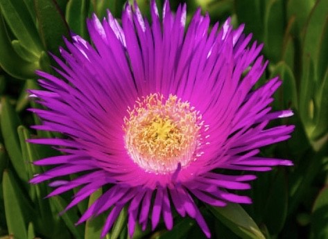 Carpobrotus Rossii