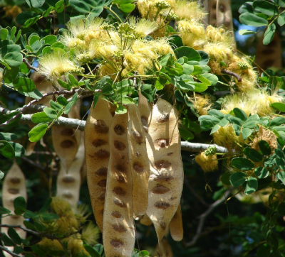 Albizia lebbeck