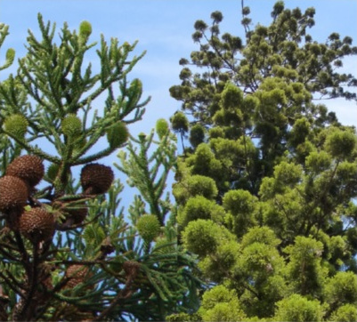 Hoop Pine