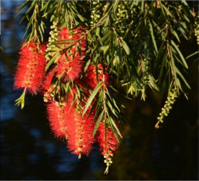Callistemon viminalis