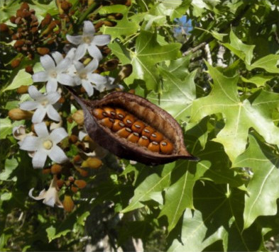 Broad Leaved Bottle Tree