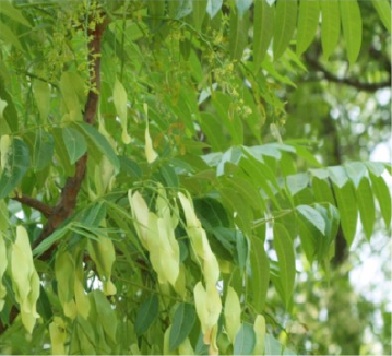White bean