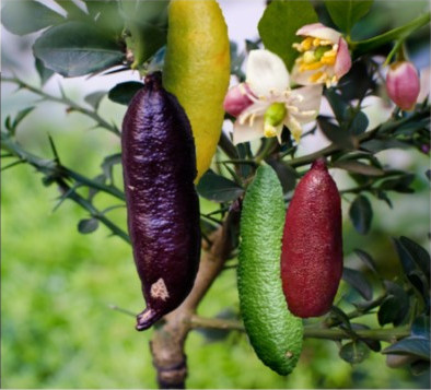 Finger Lime