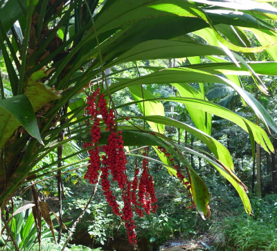Palm Lily