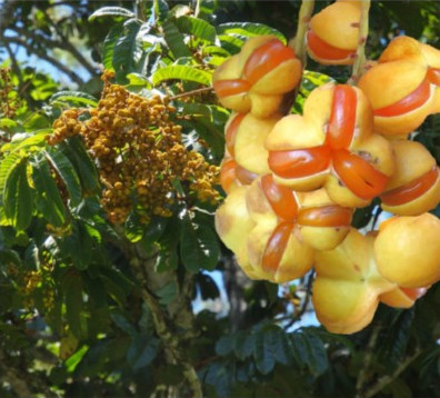 Native Tamarind 