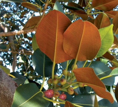 Moreton Bay Fig