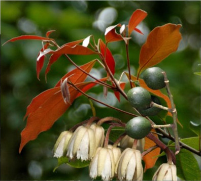 Smooth Leaved Quandong
