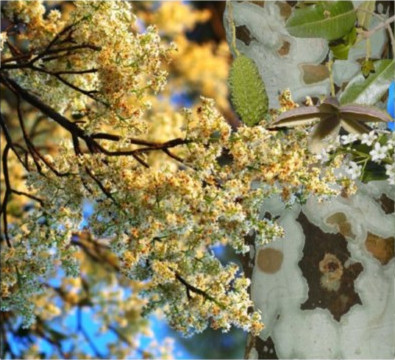 Leopard Ash
