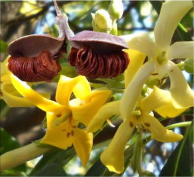 Native Frangapani