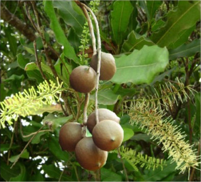 Macadamia