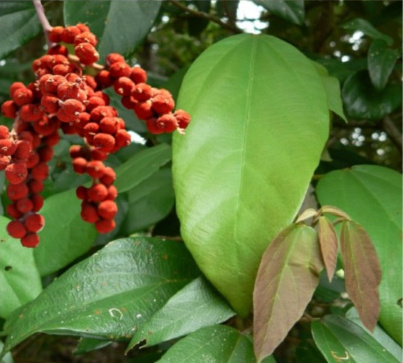 Red Kamala