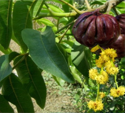 Burdekin Plum
