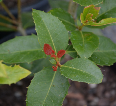 Orangebark