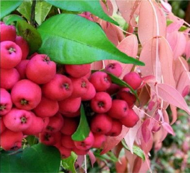 Riberry