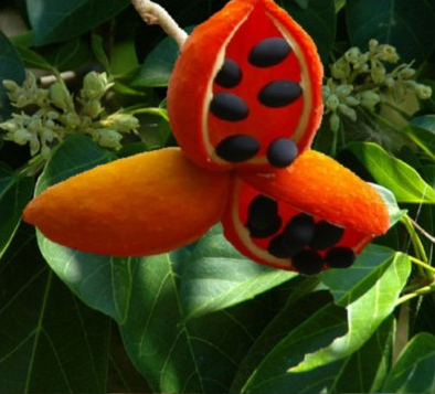 Peanut Tree
