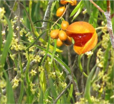 Weeping Pittosporum