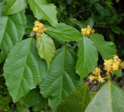 Green Kamala