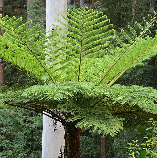 Cyathea cooperi