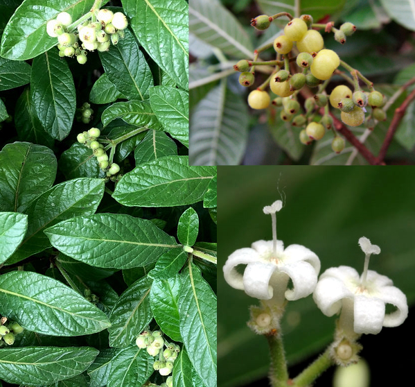 Hairy psychotria