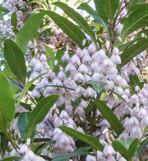 Blueberry Ash