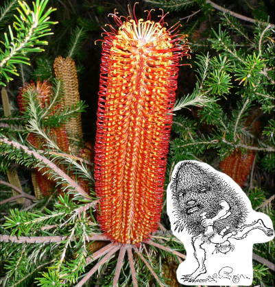 Banksia ericifolia
