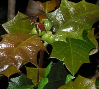 Native Holly