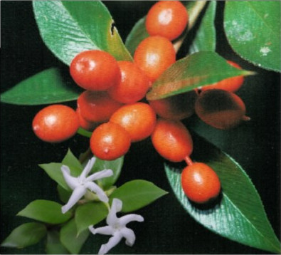 Prickly Alyxia