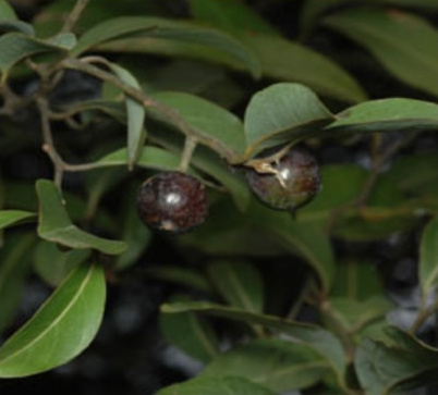 Native Laurel