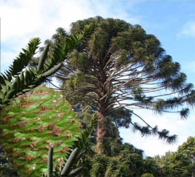 Bunya Pine