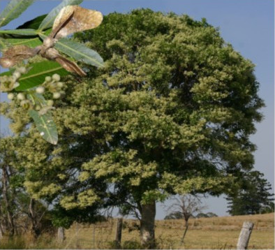 Brush Whitewood