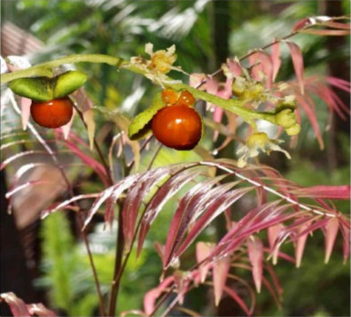 Corduroy Tamarind