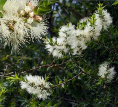 Melalueca stypgelioides
