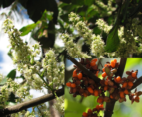 Guioa acutifolia