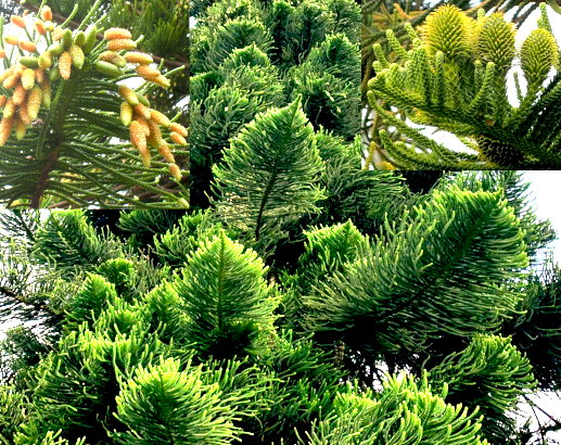 Araucaria columnaris