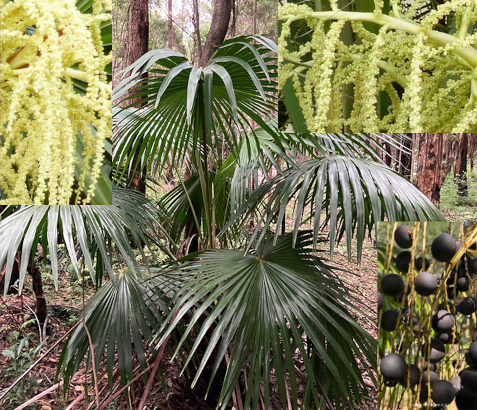 Livistona australis