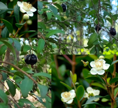 Pilidiostigma rhytispermum