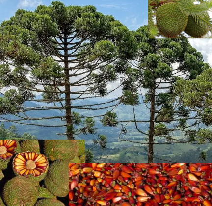 Araucaria angustifolia