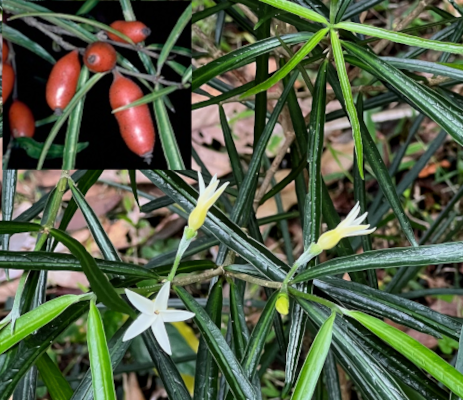 Atractocarpus chartaceus