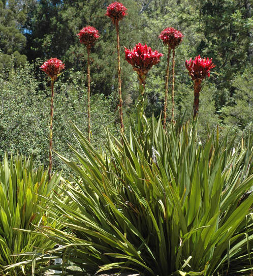 Spear Lily