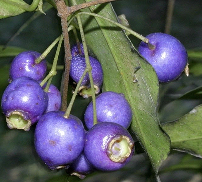 Blue Lilly Pilly